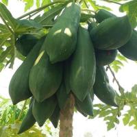 ราคา เมล็ดพันธุ์ มะละกอแขกดำ แขกดำเนิน มะละกอส้มตำ 120 เมล็ด [10 แถม 1 คละได้] (24002982775)