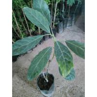 ราคา ต้นพันธุ์ อโวคาโดปีเตอร์แฮส(ปีเตอร์สัน +hass) เสียบยอด รสชาดคล้ายแฮส และมีความหวานของปีเตอร์สัน โตเร็ว ทนโรค ทนร้อน 179 (22400003011)