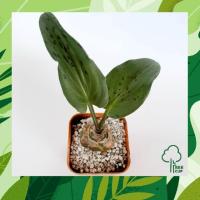 ราคา หอมทะเลทราย หอมทะเลทรายใบจุด ว่านมหารวย ว่านรวยล้นฟ้า (6431563901)