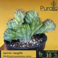ราคา ต้นกระบองเพชร ตอกราฟ ตอบลู Myrtillocactus geometrizans cristata ตอบลูคริส #cactus #ตอกราฟแคคตัส (25707511751)