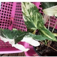 ราคา 1 เงินไหลมาด่างขาว ลายสวยๆ เงินไหลมาด่าง (Syngonium Podophyllum) ไม้มงคล เงินไหลมา รับทรัพย์ ทักแชทเลือกต้นได้คะ (8340307759)