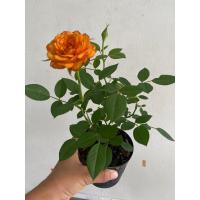 ราคา กุหลาบหนูสีเหลืองทอง กุหลาบสีเหลืองแถบส้ม สีสดมาก ดอกขนาดกลาง พร้อมส่งทั้งกระถาง 4 นิ้ว (22032329924)