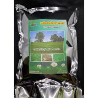 ราคา เกรดพรีเมี่ยม 1 ปอนด์ เมล็ดหญ้ามาเลเซีย Tropical Carpet grass หญ้าเห็บ หญ้าไผ่ หญ้าปูสนาม สนามหญ้า เมล็ดพันธ์หญ้า ปูสนาม (22348757012)