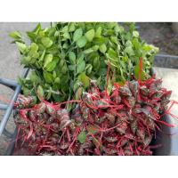 ราคา มะนาวแป้นพวงบ้านแพ้ว กิ่งตอน (25008452539)