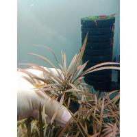 ราคา ต้นไม้น้ำคลิป tiger ใช้คาร์บอนน้อย เลี้ยงง่ายนะคะ (25232362979)