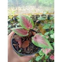 ราคา บอนสีตะเคียนทอง กระถาง4" (14351709123)