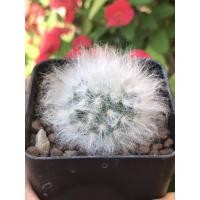 ราคา แมมขนแกะMammillaria bocasana v.multilanata (4867939376)