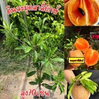 ราคา ต้นละมุดสาลี่ยักษ์ พร้อมปลูก สูง80เซน ทาบกิ่ง (25308641297)