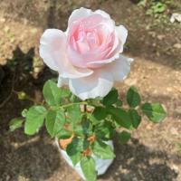 ราคา กุหลาบพุ้มดอกหอมมาก เลี้ยงง่าย PR INCE JARDINIER กุหลาบดอกใหญ่และหอมมากๆ (7634545735)