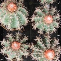 ราคา [ถูกสุด] Cactus เมโลแคระ ขนาด 11-13 ซม กระบองเพชร แคคตัส (6370324021)