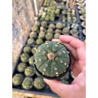 ราคา แอสโตรไฟตั้ม Astrophytum (26228482760)
