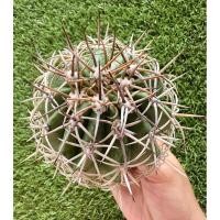 ราคา พร้อมส่งเมโลหนามตะกร้อไม้เมล็ด หนามสวย โตขึ้นจะออกเซฟาเลี่ยมสีขาวใหญ่เพื่อออกดอกออกฝัก Melocactus curvispinus (28601701594)