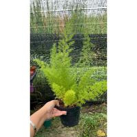 ราคา ต้นปริกหางกระรอก กิ่งปลายเรียวแหลมคล้ายหางกระรอก กระถาง5-6นิ้ว (19172518383)