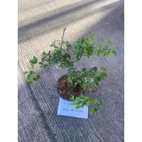 ราคา ต้นมะขามเทศด่าง #3ต้นที่ส่ง คือ ต้นในรูป (27483888213)