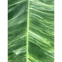 ราคา กล้วยน้ำว้าปากช่องด่างขาว(หน่อขุดสด)สวยๆ (25701080486)