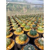 ราคา แอสโตรไฟตัม แอสทีเรียส (20774704858)