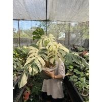 ราคา มอนสเตอร่าอัลโบ้ ไวท์ไทเกอร์ Monstera Albo white tiger (14230384698)