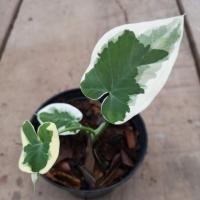 ราคา ต้นถุงเงินถุงทอง ไม้มงคล (15400393619)