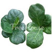 ราคา ไทรใบสักพันธุ์ใบใหญ่และพันธุ์แคระ เพาะเมล็ด (5336820944)