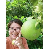 ราคา กิ่งตอนมะนาวยักษ์น้ำเยอะรสชาติดีเมล็ดน้อยเหมาะกับทุกสภาพดิน (25187860347)