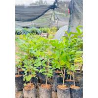 ราคา เงาะโรงเรียนนาสารแท้ เงาะติดตา (ไม่รับเก็บเงินปลายทาง) (19092719941)