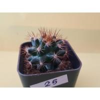 ราคา แมมหนามพิกุล Mammillaria Mammillaris แคคตัส กระบองเพชร ไม้สะสม (20289117199)