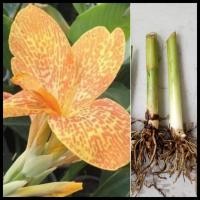 ราคา พุทธรักษาสีเหลืองลายจุด 1หน่อ (ต้นอ่อนหรือตัดใบล้างราก) เฮลิโคเนีย ไม้มงคล พุทธรักษาสีส้ม พุทธรักษาสีเหลือง พุทธรักษา (8634412281)