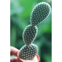 ราคา แคคตัส โอพันเทีย (Opuntia) (7576645221)