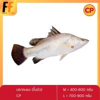 ราคา ปลากะพง CP (ทั้งตัว) | SEA BASS FISH (16599750128)
