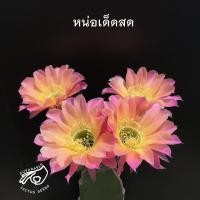 ราคา โลบิเวีย Lobivia โลบีเวีย Ts9 หน่อเด็ดสด หน่อ อิชินอป Echinopsis อิชินอปซิส กระบองเพชร แคคตัส สวน เมล็ดกระบองเพชร (8987332667)