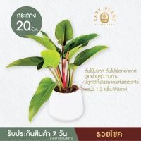 ราคา ฟิโลเดนดรอน/เรดคองโก/ต้นรวยโชค ต้นใหญ่ทรงสวย Philodendron/RUAYCHOK ต้นไม้มงคล ต้นไม้ประดับบ้านและสวน - easyplant (22084220976)