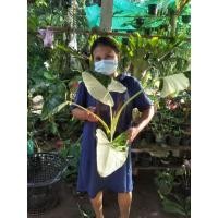 ราคา บอนกระดาดด่างขาว ไซส์ตั้งแม่ (13145606726)