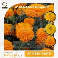 ราคา ดาวเรืองเอกะ I "ดาวเรือง ซันคิส-ตัดดอก" พันธุ์ใหม่! ดอกคล้ายเบญจมาศ ปลูกง่ายเหมือนดาวเรือง-100เมล็ด-Marigold Sunkiss (41708734383)