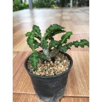 ราคา ยูโฟเบียไดโนเสาร์ฟอร์มกอ(Euphorbia decaryi) (4353286073)