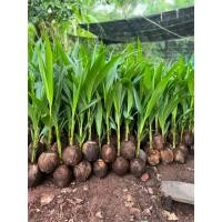 ราคา พันธุ์มะพร้าวน้ำหอมต้นเตี้ยแท้บ้านแพ้ว สั่งขั้นต่ำ2ต้น กล้ามะพร้าวน้ำหอม ลูกดก ก้นจีบ ไม่ปน รสหอมหวาน รากหอมใบเตย (40506948911)