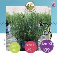 ราคา ต้นโรสแมรี่ | ต้นแข็งแรง ทนทาน (11820248632)