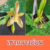 ราคา กล้วยไม้ เขากวางอ่อน ✅สีดอกตามภาพ✅ (17585630757)