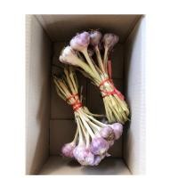 ราคา กระเทียม ไทย สินค้า1 กิโลกระเทียมแห้ง กระเทียมสีม่วงเชียงใหม่ (29662368441)