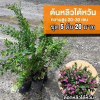 ราคา ต้นหลิวไต้หวัน 5 ต้น 20 บาท (17068986265)