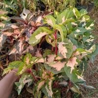 ราคา ต้นสามกษัตริย์ (ทอง นาค เงิน ไม้มงคลเสริมโชคลาภและความโชคดี) (6035835326)