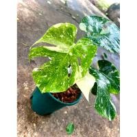 ราคา Monstera Thai Constellation มอนสเตอร่า ไทคอน ไม้ด่าง ไม้ประดับ ไม้ฟอกอากาศ (43755237276)