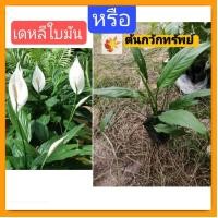 ราคา ต้น​กวัก​ทรัพย์​ ต้นเดหลีใบมัน​ ต้นเดหลี​ เดหลีใบมัน​ เดหลี​ หรือ​ กวัก​มงคล​ (16393217247)