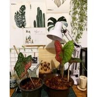 ราคา นางไหม บอนสีนางไหม สวย (12407461528)