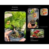 ราคา ต้นหม่อน มัลล์เบอร์รี่ [ Mulberry ] บอนไซจิ๋ว ผลไม้สีแดง บอนไซ หม่อนเบอร์รี่ (22374660021)