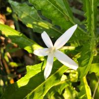 ราคา ต้นปีบฝรั่ง ไม้ประดับและพืชสมุน #ปีบฝรั่ง #ไม้ประดับ (6912888974)