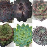 ราคา กุหลาบหินนำเข้าจัดส่งทั้งกระถาง (71374506)