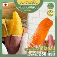 ราคา มันหวานญี่ปุ่น 2 กก. + มันหนึบญี่ปุ่น 250 กรัม ขนมญี่ปุ่น เบนิฮารุกะ นำเข้าจากญี่ปุ่น มันหนึบ มันหวาน มันหวานหนึบ (10635995897)
