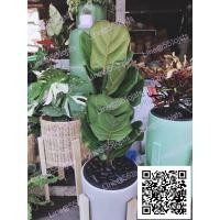 ราคา ไทรใบสัก ต้นไม้ฟอกอากาศ (5734767482)