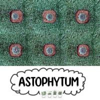 ราคา ❤️❤️❤️กระบองเพชรเริ่ม 29 บาท❤️❤️❤️ Cactus astrophytum แคคตัส แอสโตร (17324035177)