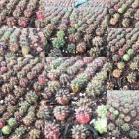 ราคา ยิมโนลุ้นด่าง ยิมโนลูกผสม ยิมโนต้นเล็ก ยิมโน แอลบี ลุ้นลูกด่าง♥️พร้อมส่ง (5341010977)